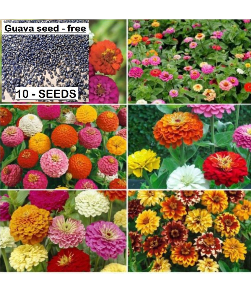     			14 FLOWER SEEDS COMBO PACK OF MORE THAN 300 SEEDS (10-10SEEDS OF EACH ONE ) MARIEGOLD YELOW,FRENCH MARIEGOLD ,DAHLIA,ZINNIA,COSMOS,KOCHIA,SUNGOLD,SUNFLOWER MEDIUM,IPOMOEA,CELOSIA,,ASTER,BALSAM,PETUNIA