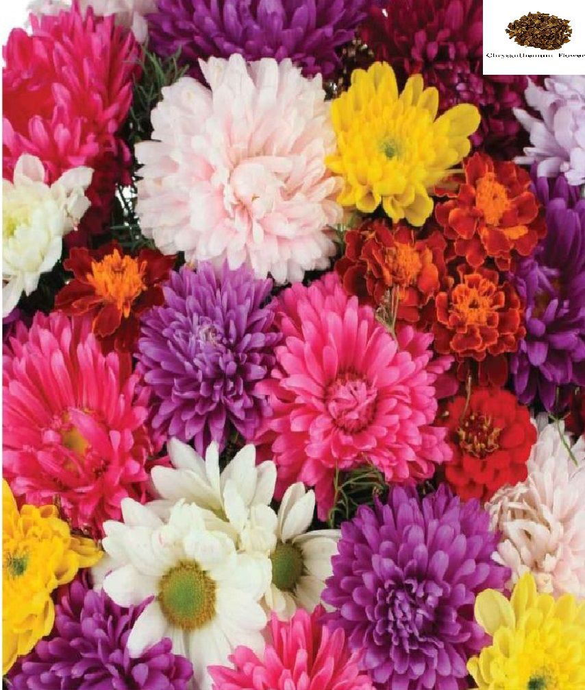     			Chrysanthemum Mix Flower Seeds (Multicolour, Pack of 40 seed )
