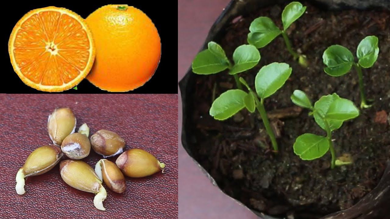     			Azalea gardens Indoor Dwarf 10Pc Delicious Fruit Potted Orange Tree Climbing Seed Sweet Orange Fruit Seeds