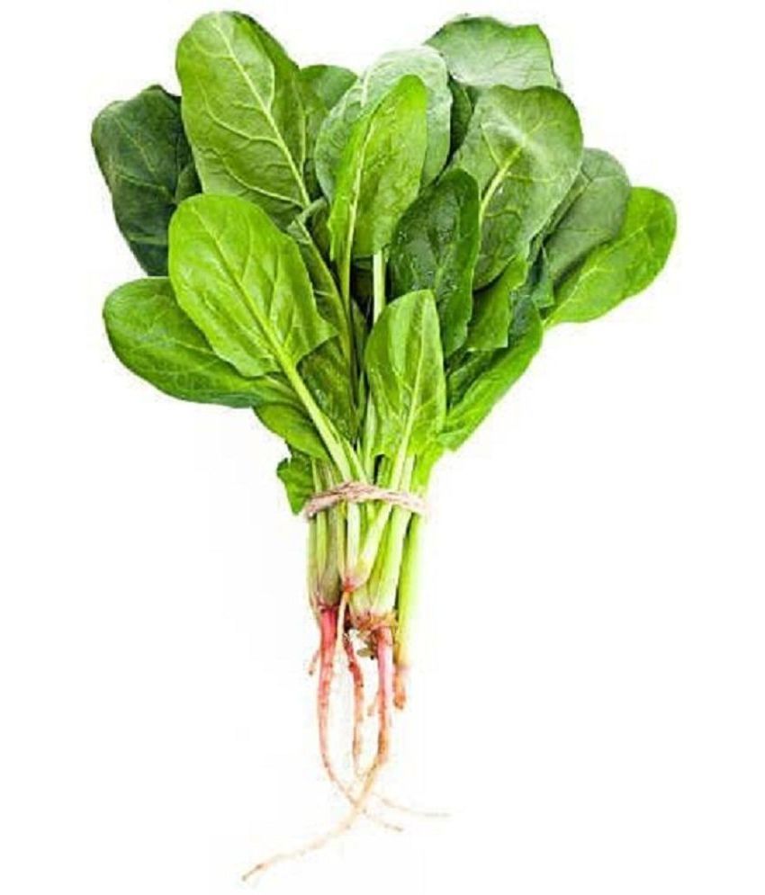 Palak/ Spinach Seeds (200 Seeds): Buy Palak/ Spinach Seeds (200 Seeds