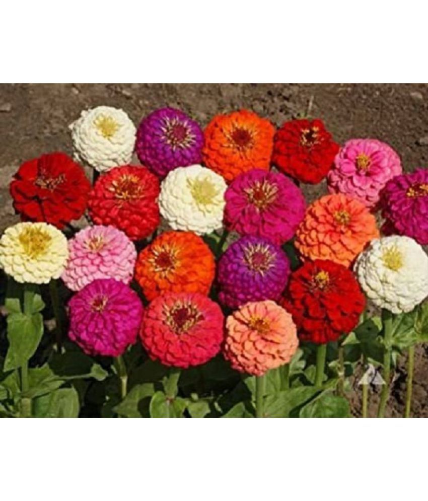    			Zinnia mix color flower 30 seeds good for home gardening
