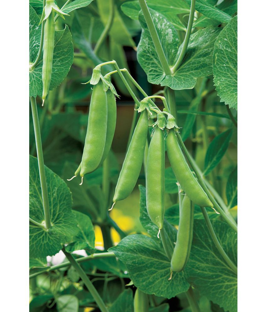     			HYBRID GREEN PEA HARI MATAR VEGETABLE PLANT 30 SEEDS PACK FOR HOME AND KITCHEN GARDENING