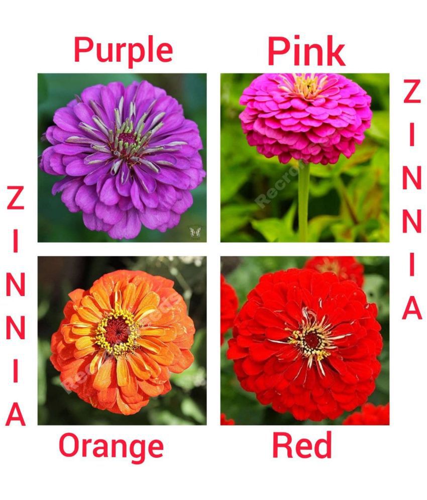    			Zinnia Combo Flower Seeds Pack Of 5 Seeds Each