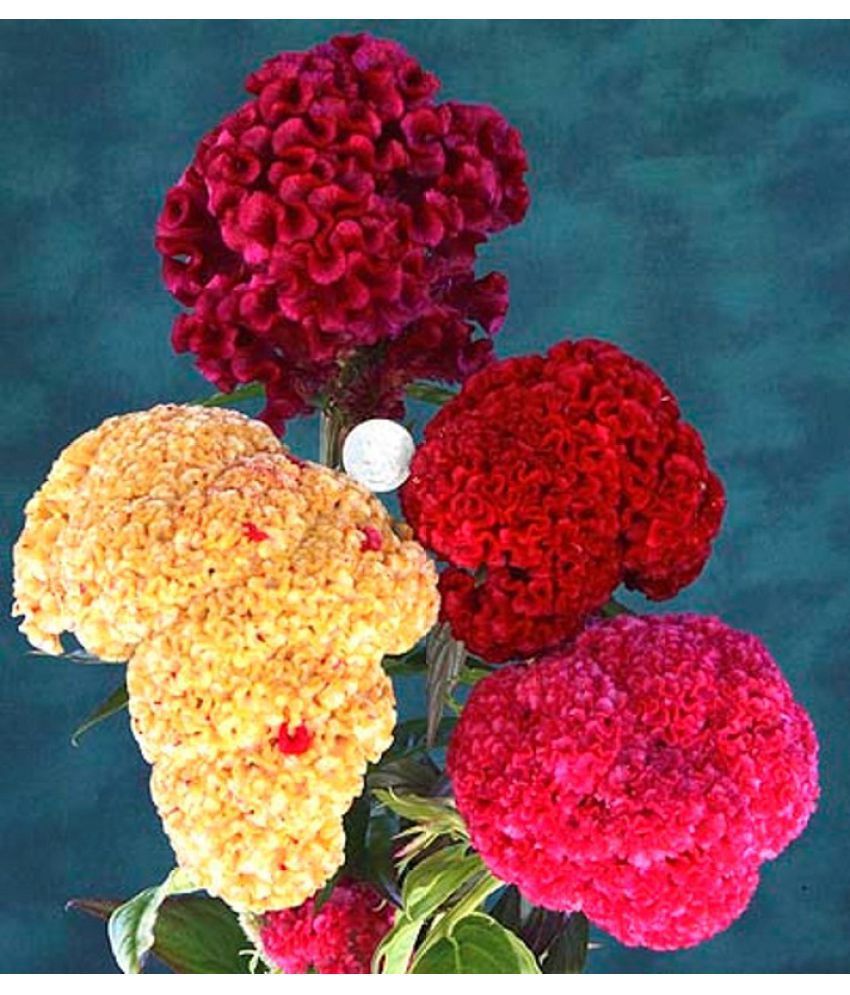     			Recron Seeds Cockscomb Flower Seed, Dwarf Mixed Multicolour, Pack of 30 Seeds.