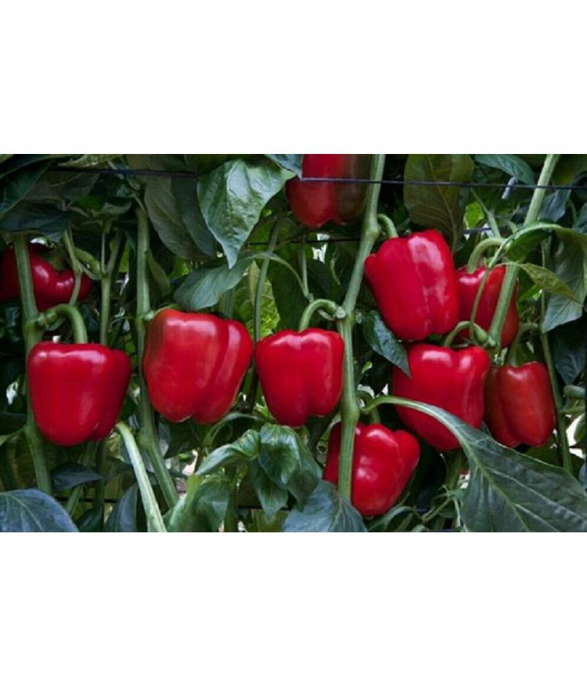     			Asia Hybrid RED Capsicum Seeds For Kitchen Garden Pack Of 50 Seeds