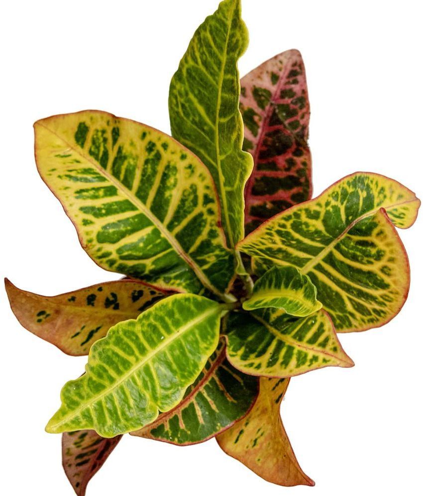 The Urban Greens Petra Croton Plant Buy The Urban Greens Petra Croton