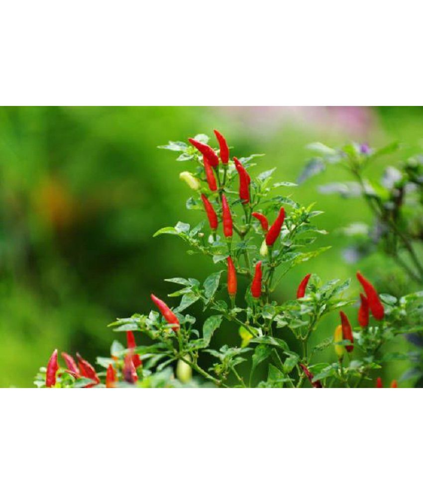     			HOT pepper Chlli Seeds F1 Hybrid For Home Gardening