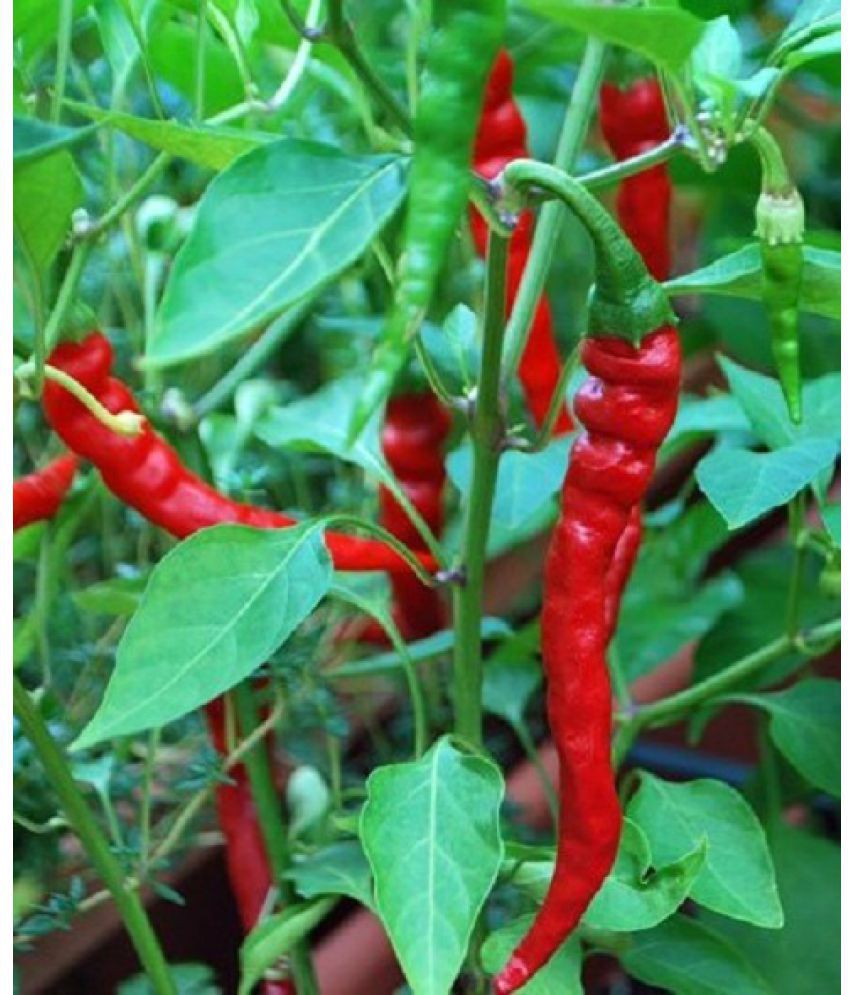     			High Yield LongChili Vegetable Seeds 100 Seeds Pack for Home Garden