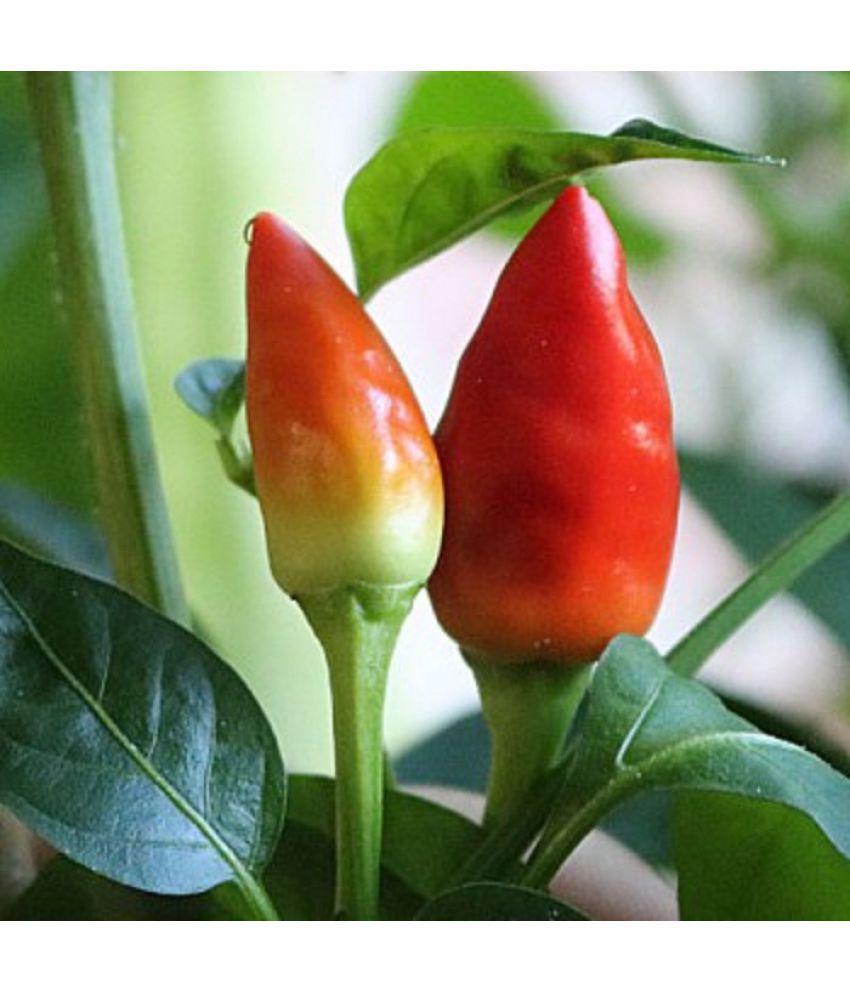     			Hot pepper Chili Seeds | Desi vegetable Seeds | Organic Seeds