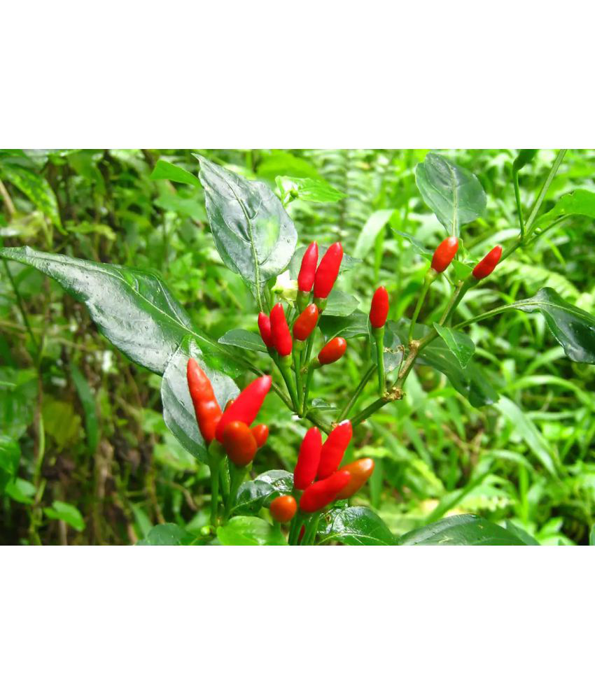     			Kitchen Gardening Seeds | Red Chili Pepper | F1 Hybrid