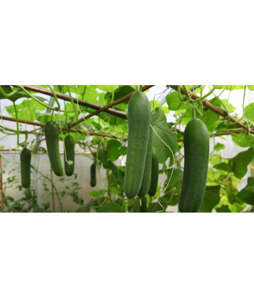     			High Yield Seeds | Salad Cucumber Seeds- for Home Garden 10 Seeds Pack