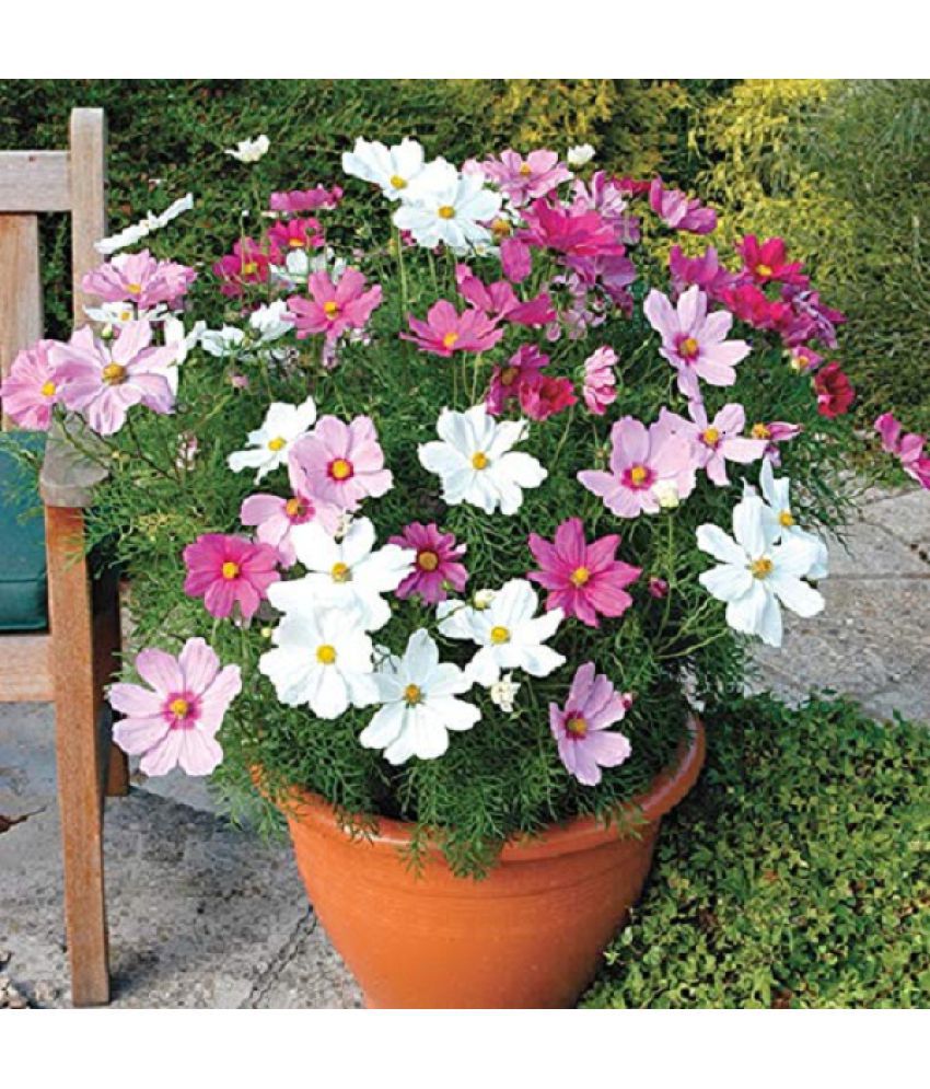     			Cosmos Mixed Flowering Seeds (30 Seeds)