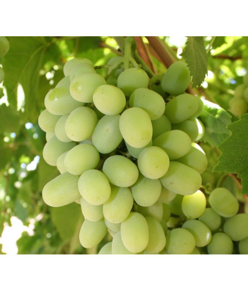     			STOEFLIX GREEN Grapes Seed (20 per packet) WITH FREE COCOPEAT SOIL AND USER MANUAL