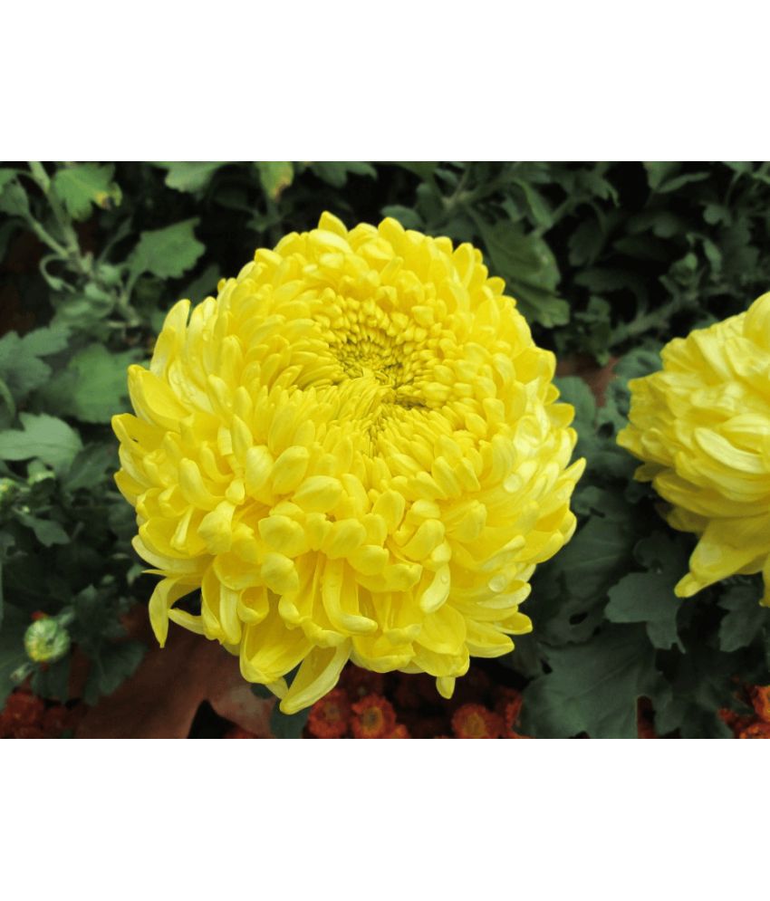     			STOREFLIX CHRYSANTHEMUM YELOW FLOWER PHOOL Seed (30 per packet) WITH FREE COCOPEAT SOIL AND USER MANUAL
