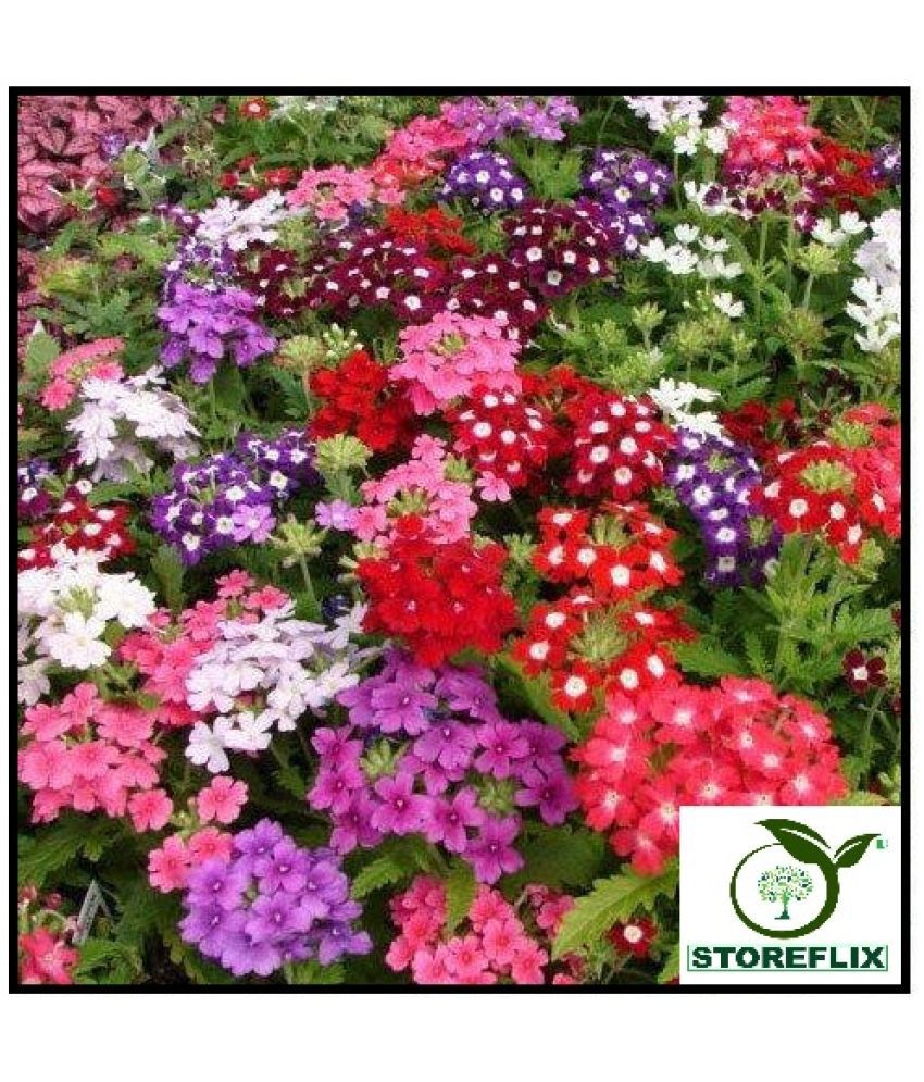     			STOREFLIX VERBENA COLOR MIX VARIETY flower Seed (40 per packet) WITH FREE COCOPEAT SOIL AND USER MANUAL