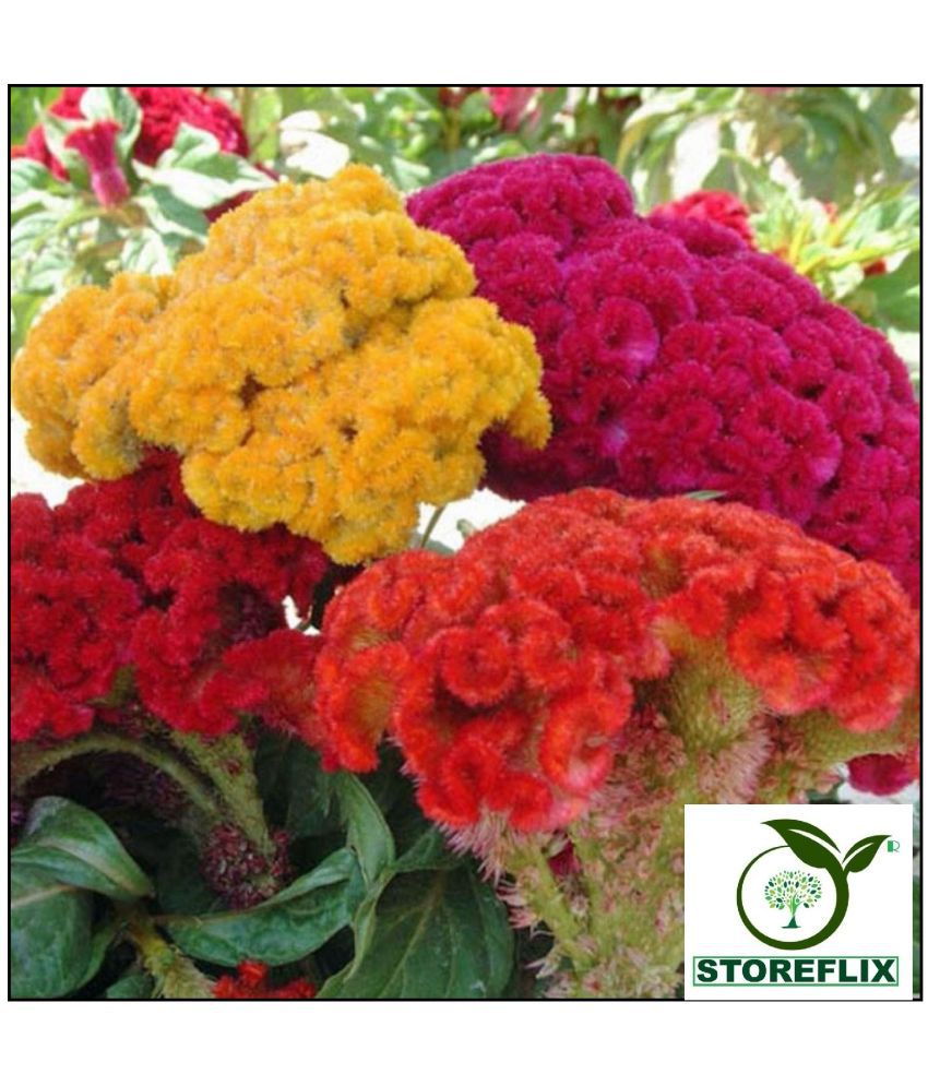    			STOREFLIX cockscomb MIX COLOR VARIETY FLOWER Seed (30 per packet) WITH FREE COCOPEAT SOIL AND USER MANUAL