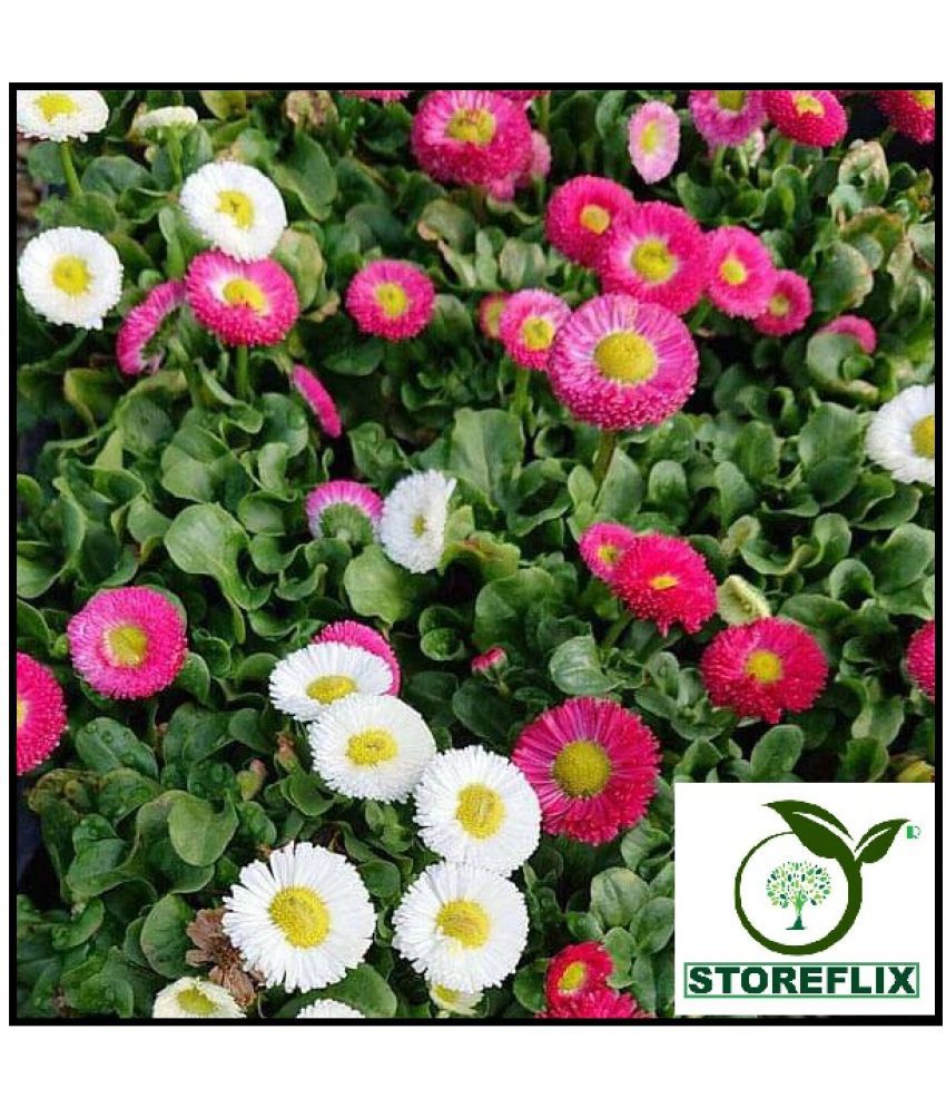     			STOREFLIX daisy mix VARIETY FLOWER Seed (50 per packet) WITH FREE COCOPEAT SOIL AND USER MANUAL