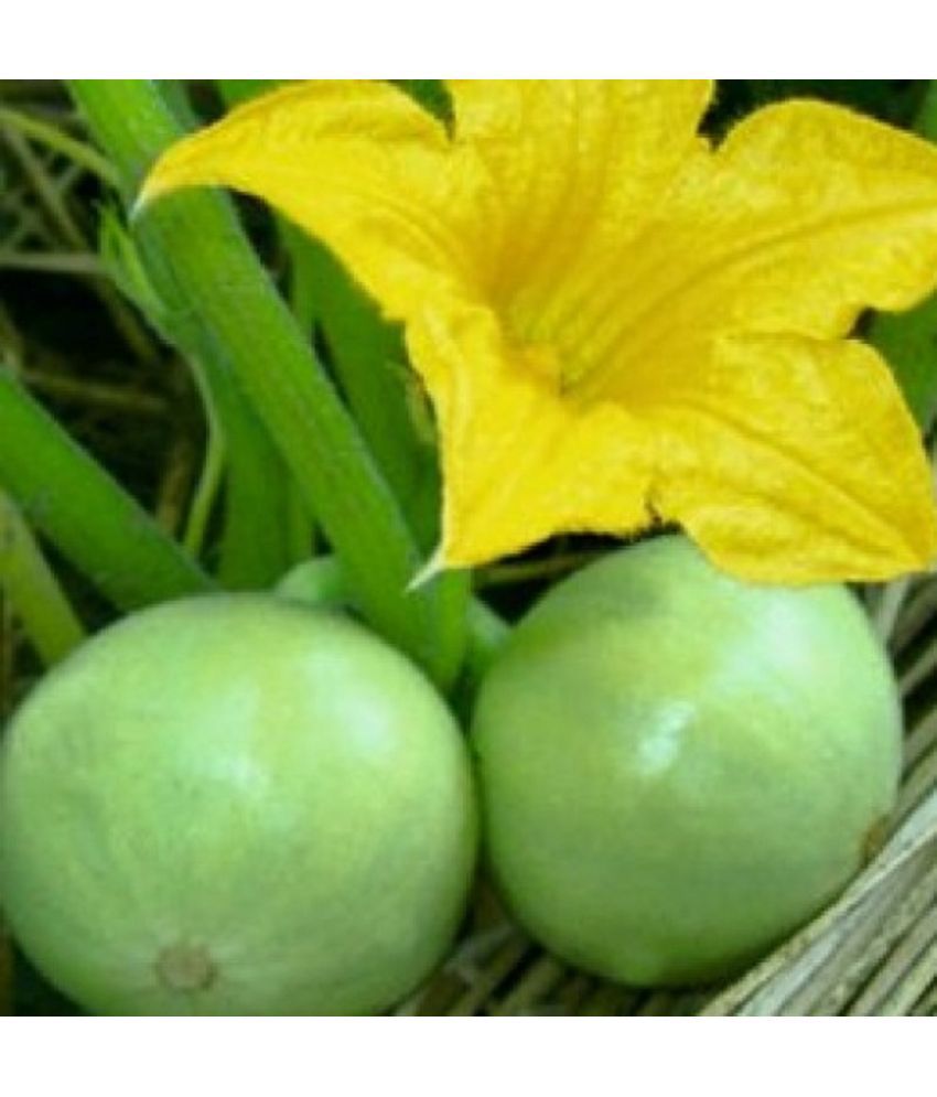     			Tenda Seeds | Round Gourd | Hybrid Vegetable Seeds | Pack of 50 seeds
