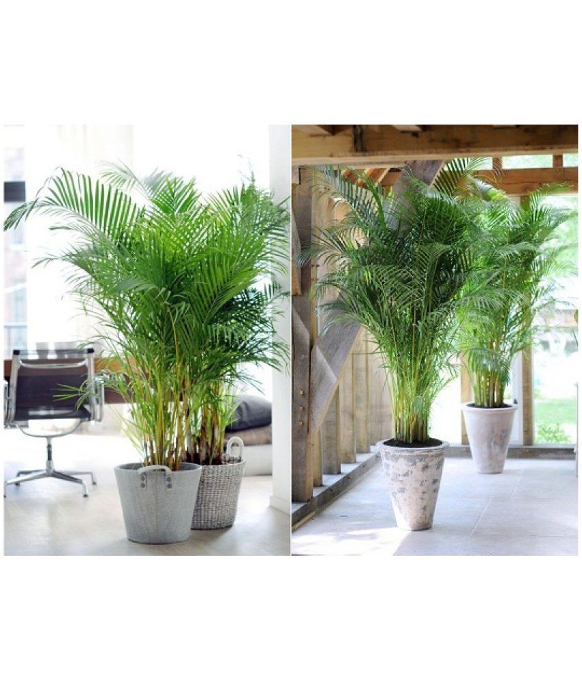     			ARECA PALM SEEDS FOR PLANTING - PACK OF 5 SEEDS