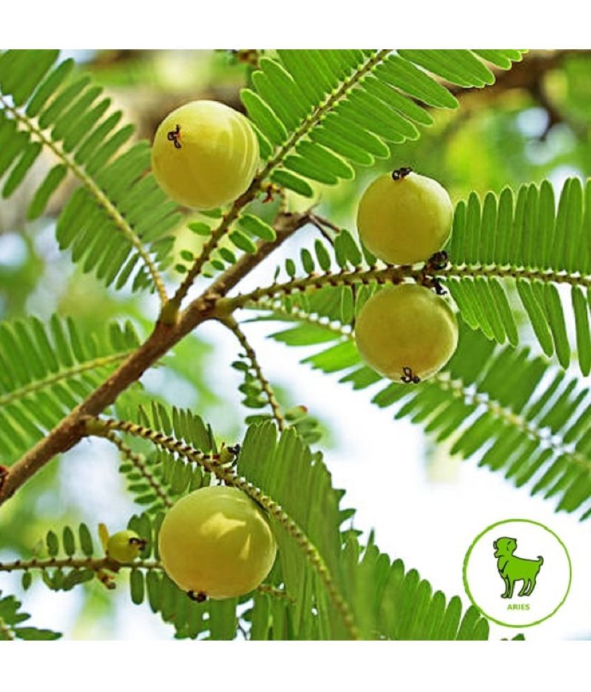 Natural Amla, Indian Gooseberry Seed (30 per packet) Buy Natural Amla