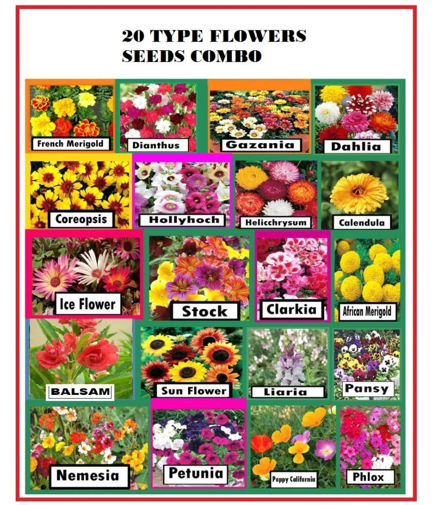 20 different type flower seed combo pack 300 + seeds with free cocopeat ...