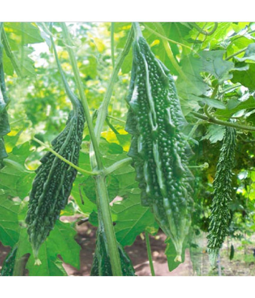     			Bitter Gourd Medium (Pavakai/Karela) Seeds (Pack of 20 Seeds) - WITH MANUAL