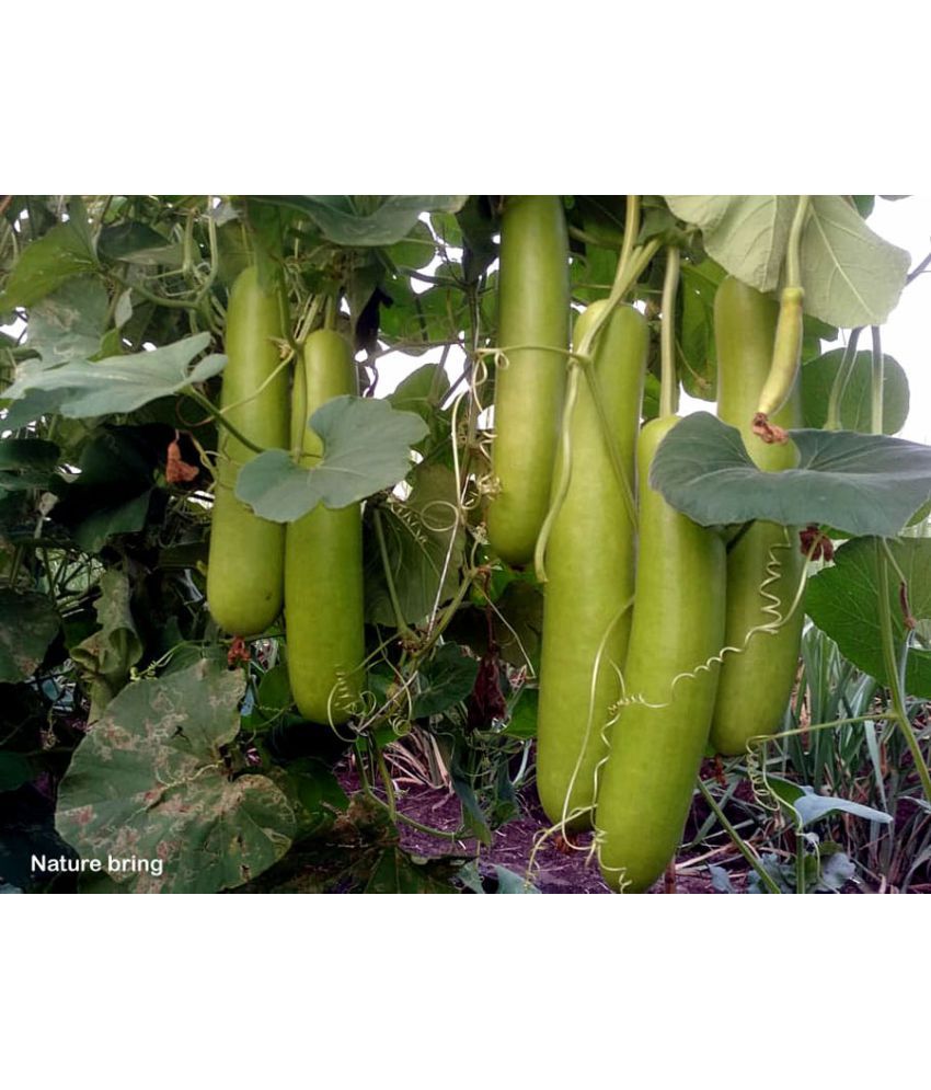     			Bottle gourd long lauki 20 seeds high germination seeds with instruction manual