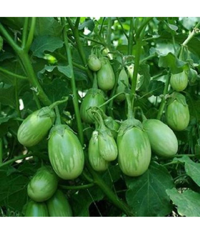     			Brinjal (Bengan) GREEN GOL Quality Seeds - Pack of 50 F-1 Hybrid Seeds