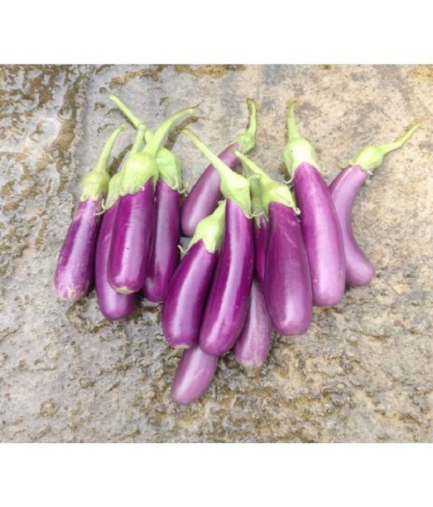     			Brinjal purple LONG variety - Hybrid Seeds Pack of 50