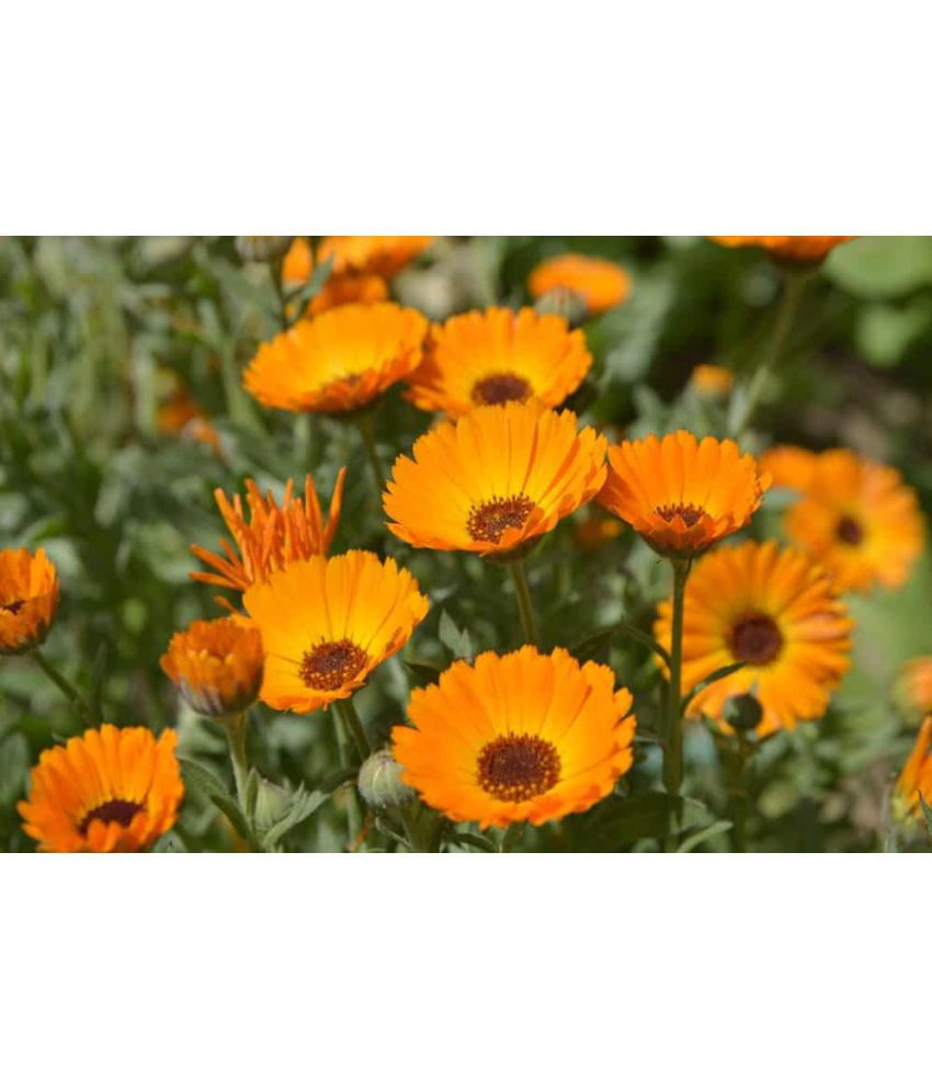     			Calendula mix type flower 30 seeds pack with free Free cocopeat and user manual for your garden