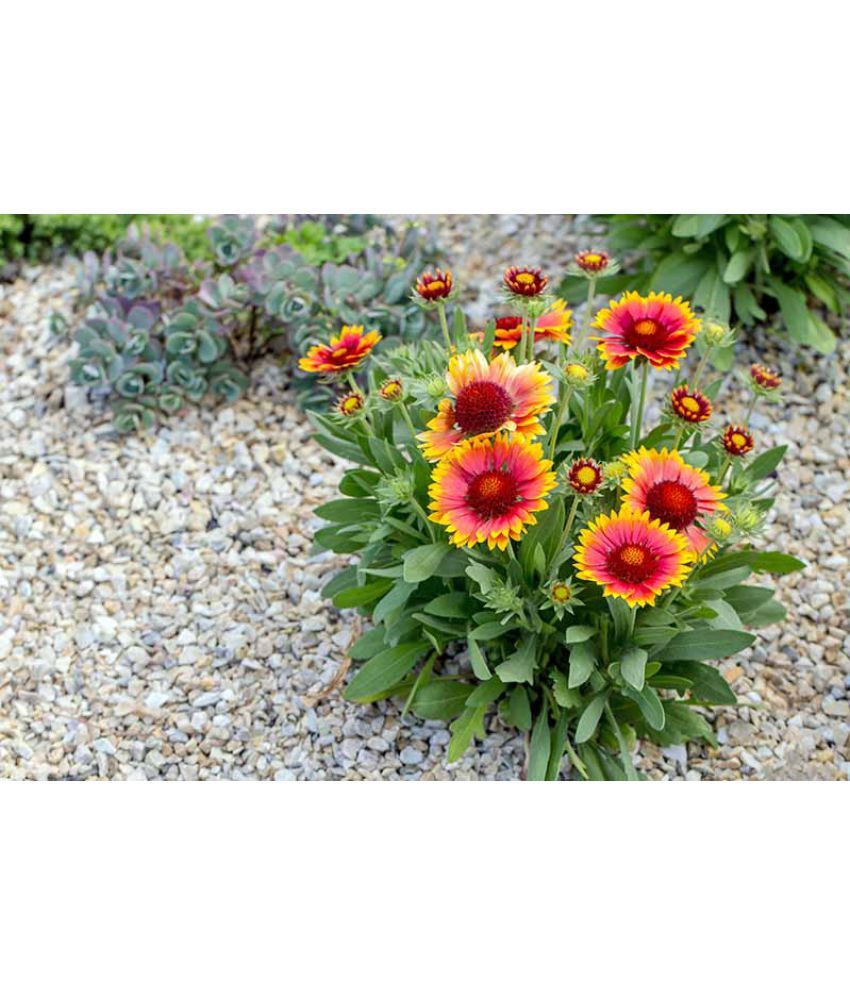     			GAILLARDIA mix variety flower 30 seeds pack with cocopeat and user manual