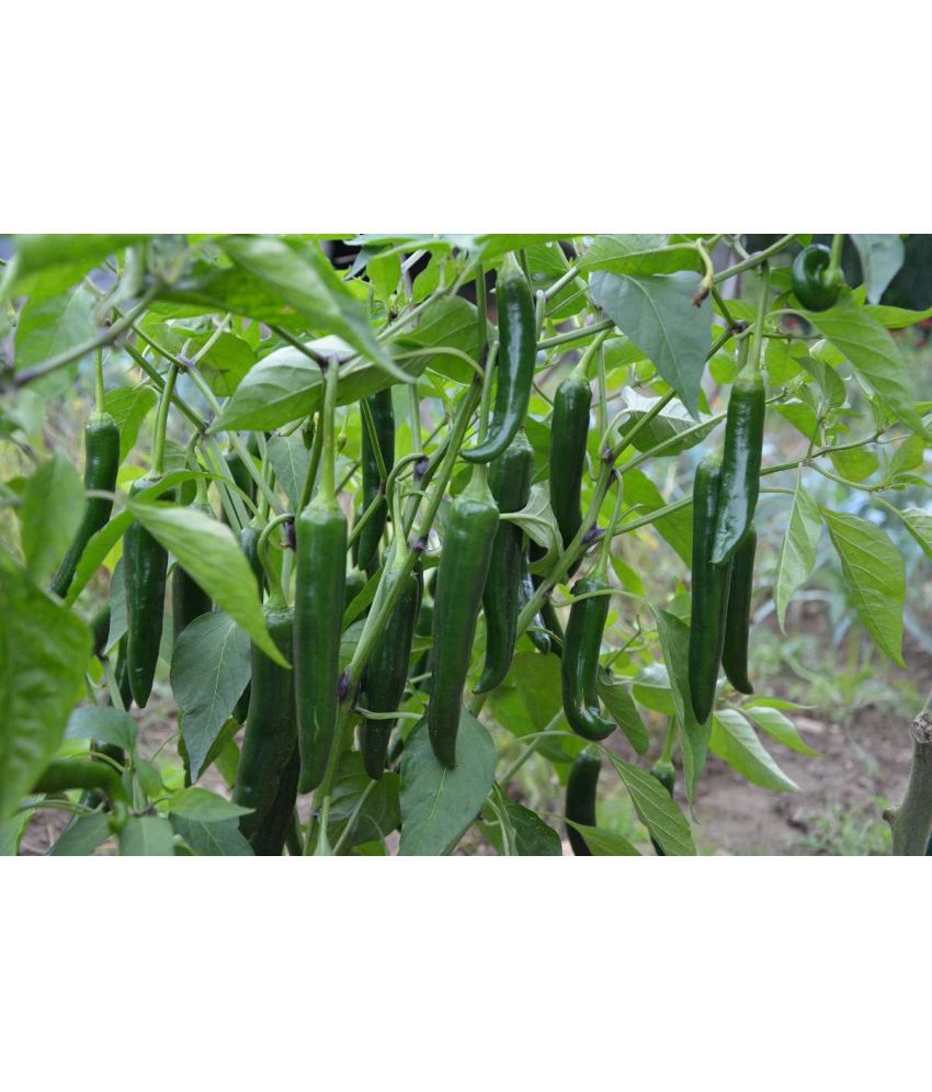     			Green Chilli mirch 50+ seeds high germination seeds with instruction manual