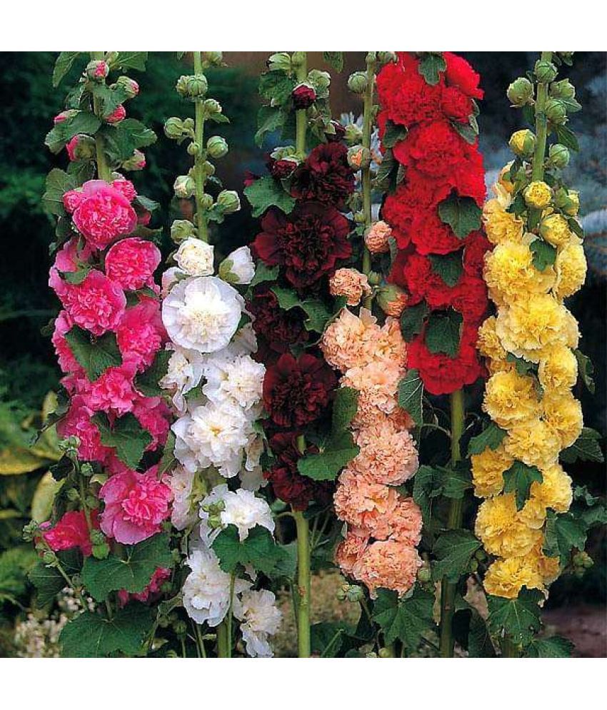     			Hollyhocks Dwarf Mixed Flower Seeds (Pack of 30+ Seeds) WITH SOIL AND MANUAL