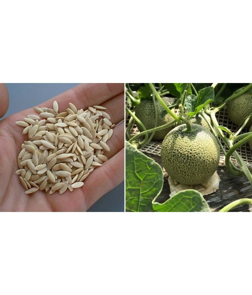    			Musk melon kharbuja 50 seeds high germination seeds with instruction manual