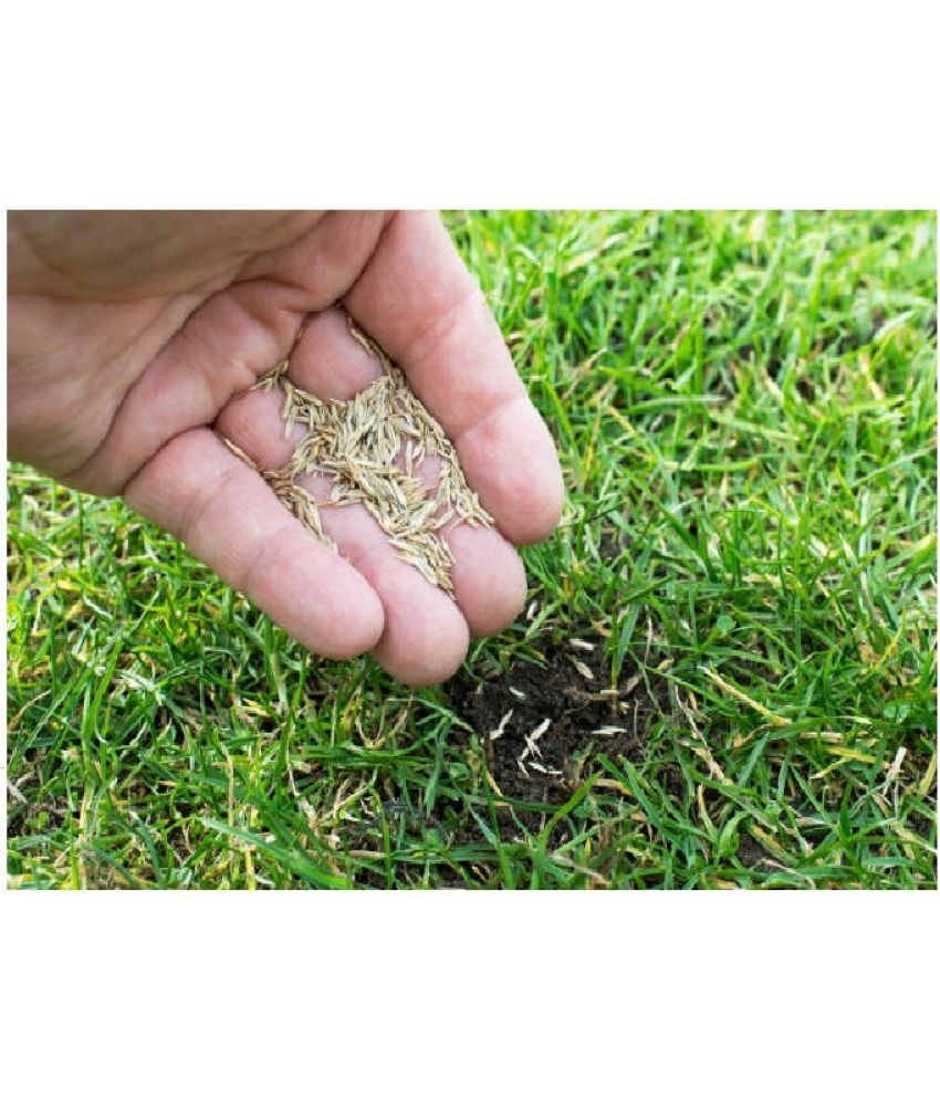     			SOFT GREEN LAWN GRASS 2000+ SEEDS PACK FOR INDOOR OUTDOOR HOME TERRACE AND GARDEN USE WITH USER MANUAL