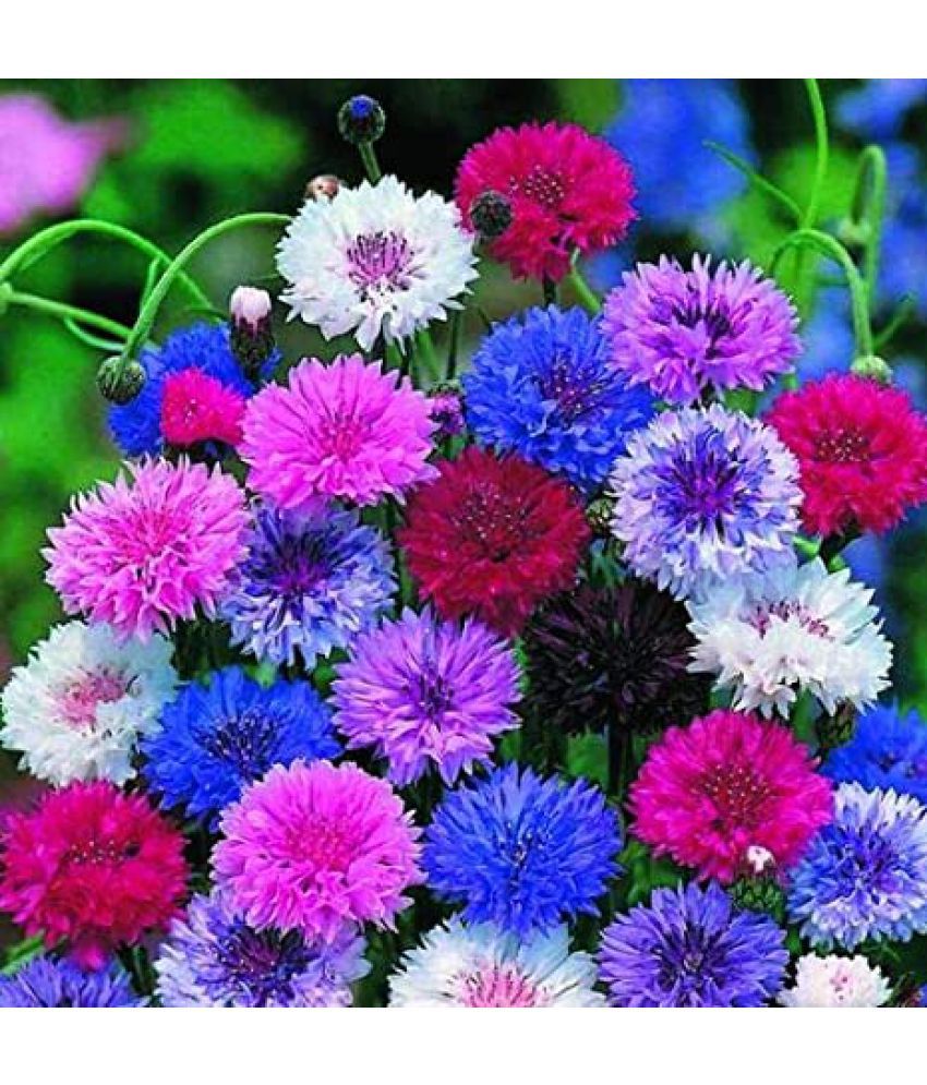     			corn flower mix type 30 ageratum flower seeds pack with free cocopeat and user manual
