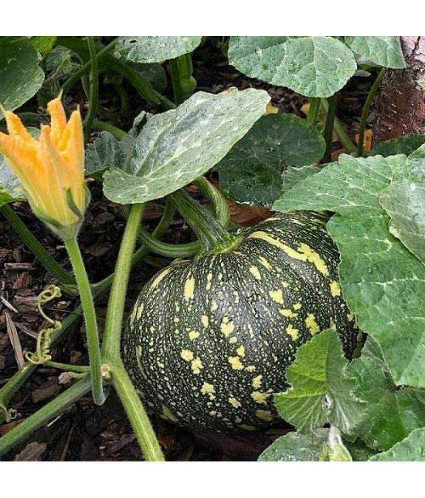     			pumpkin Kaddu 20 seeds high germinaation seeds for gardening use with user manual