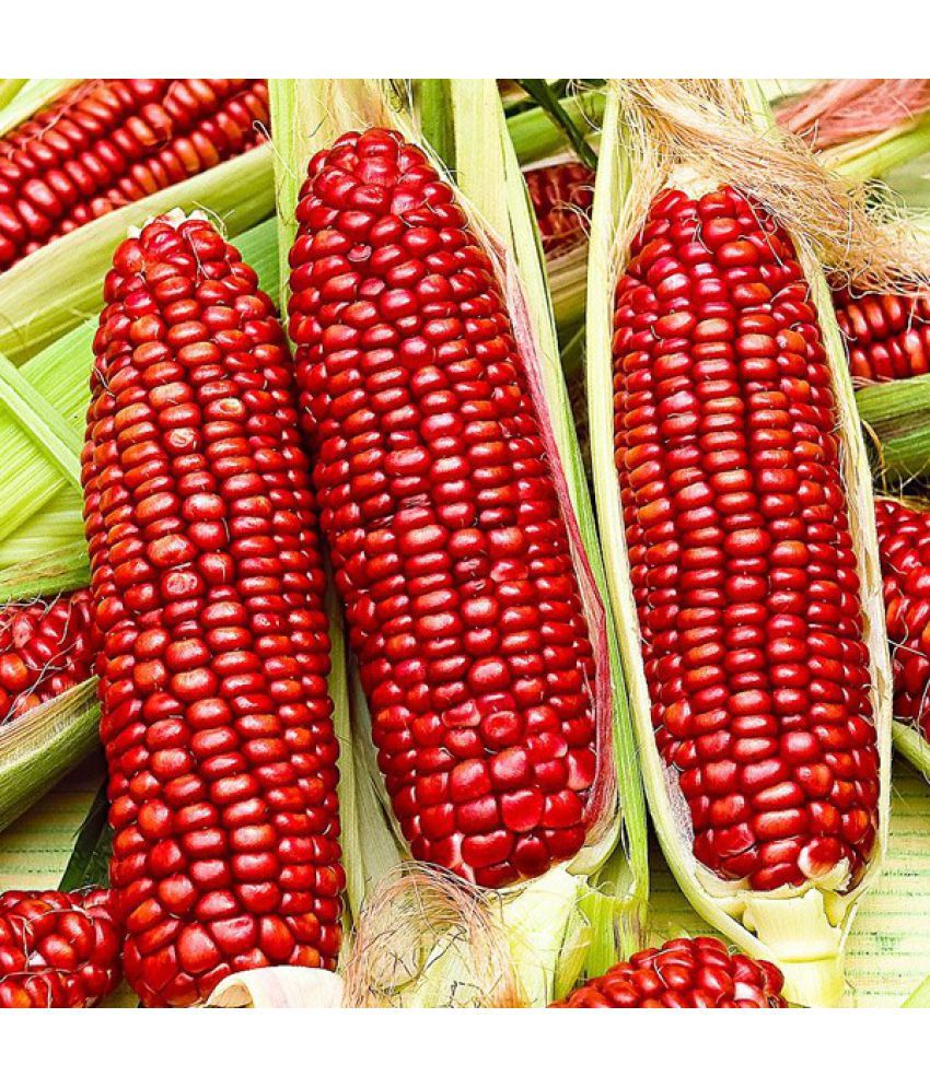     			Hybrid Red Corn (maize) Traditional seed ( pack of 50 seeds)