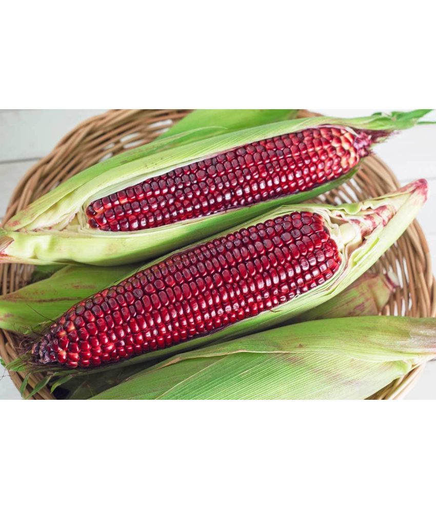     			Organic Red Corn Seeds (50+ seeds)