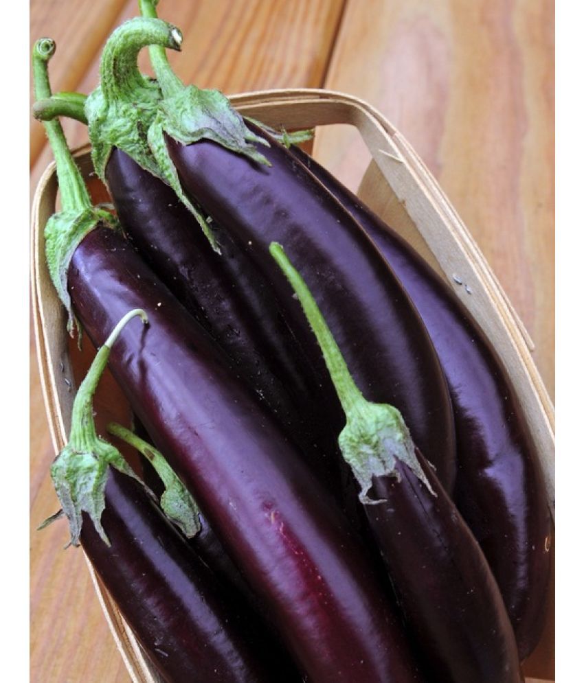     			African Hybrid Brinjal Eggplant (purple long) | Pack of 50 seeds