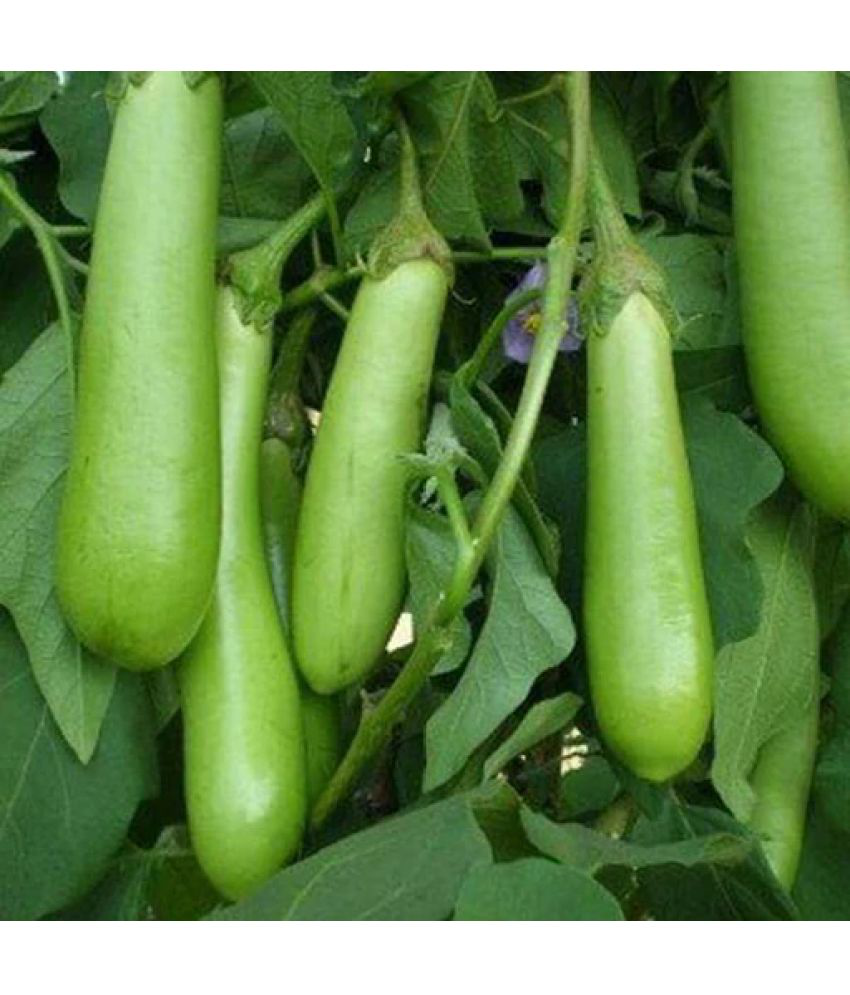     			Brinjal (Bengan) Green long Quality Seeds - Pack of 50 F-1 Hybrid Seeds