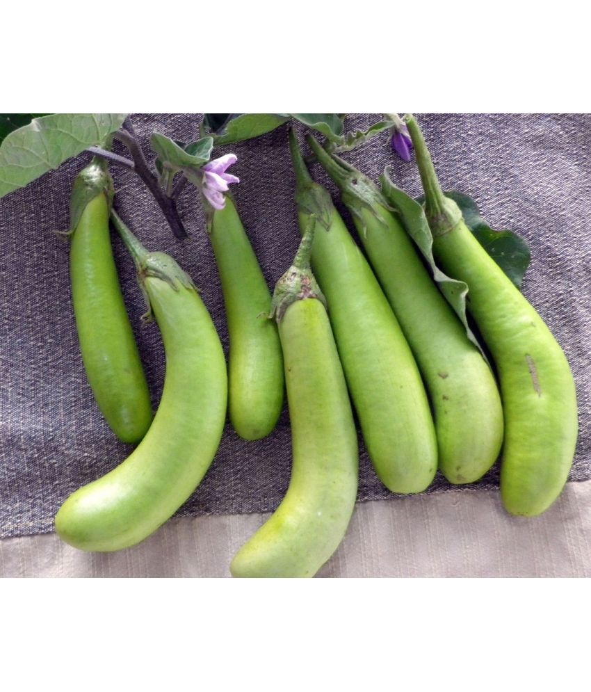     			Brinjal Green long variety - Hybrid Seeds Pack of 50
