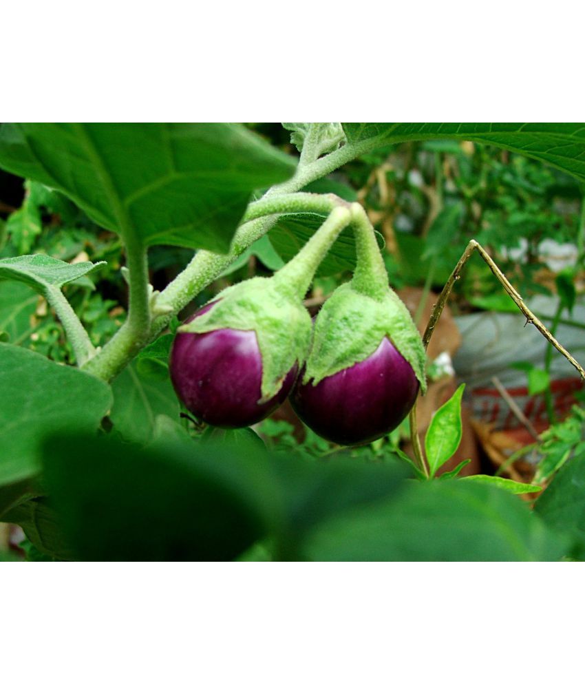     			Gulabi Brinjal Seeds - Pack of 50 Seeds F-1 Hybrid