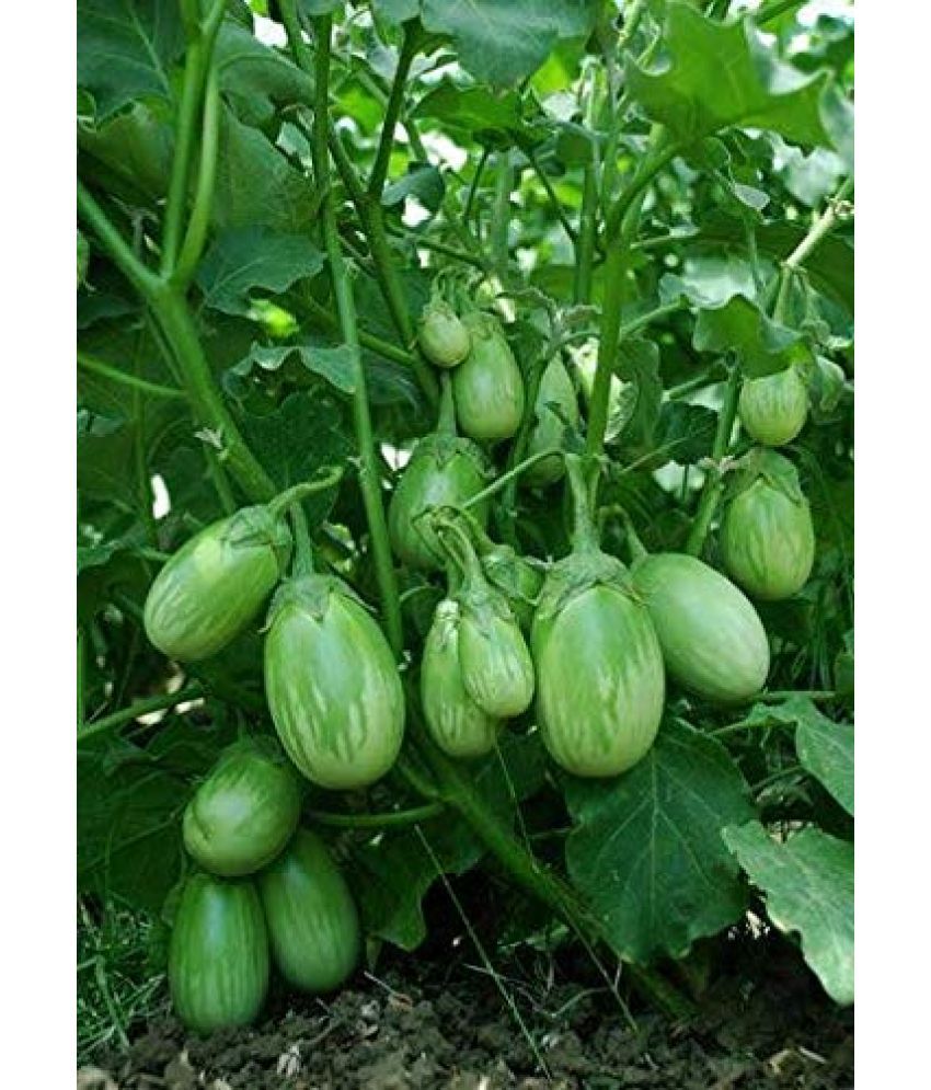     			Brinjal Green Round F1 Hybrid Seeds For Home Gardening (50 seeds pack) WITH USER MANUAL