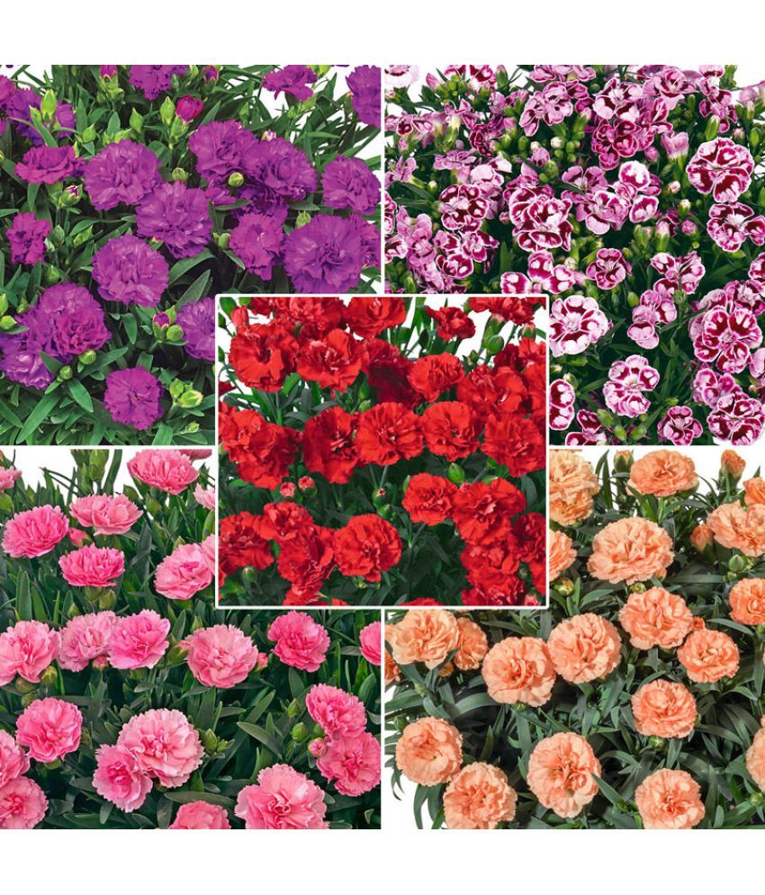     			Carnations mix color Winter Flowers 30 seeds pack For Garden with free potting soil and user manual