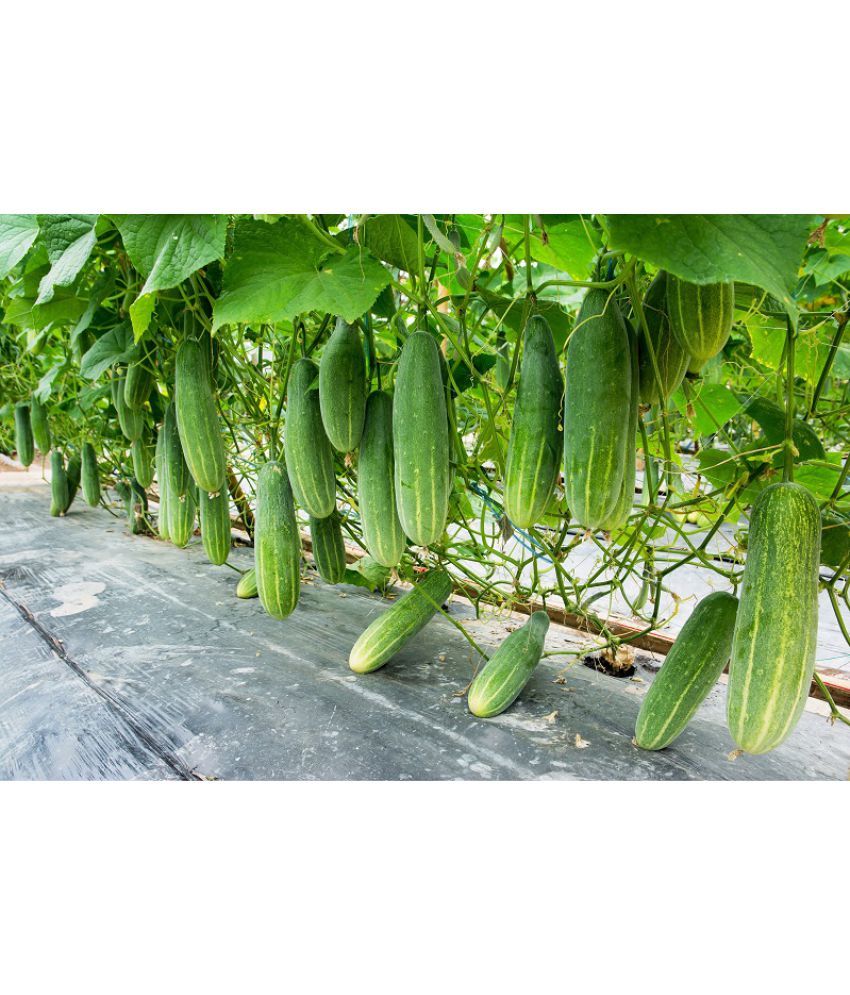     			Cucumber KHIRA 50 High Germination Seeds PACK for Your Garden WITH USER MANUAL Organic Hybrid Vegetable Seeds