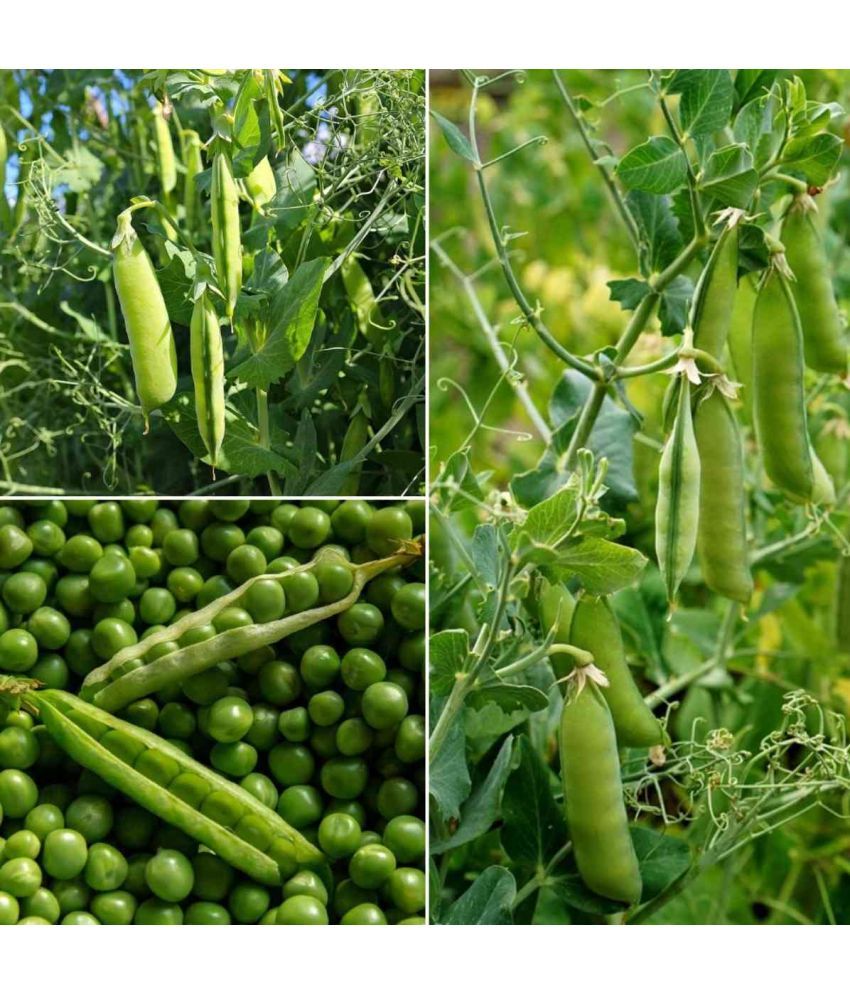     			GREEN Peas HARI MATAR 10 GRAM High Germination Seeds WITH USER MANUAL for Your Garden/Easy to Grow/Organic vegetable