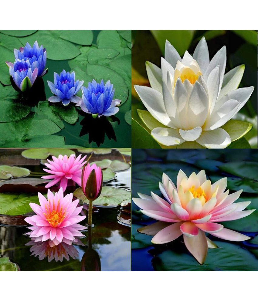     			Rare Pink Yellow White Lotus Seeds Aquatic Plants Water Plants Midnight 20 Seeds  WITH MANUAL