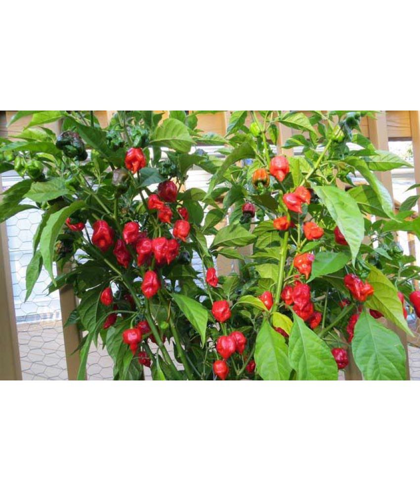     			Worlds Hottest Chili Pepper" Carolina Reaper Chili Pepper 20+ Seeds PACK WITH USER MANUAL FOR INDOOR OUTDOOR GARDENING