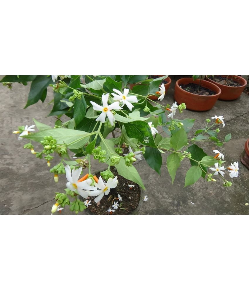     			harsringar parijat flower tree plant 30 seeds eco pack with free potting soil and user manual FOR GARDEN USE